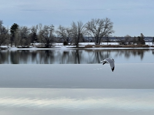 Ring-billed Gull photographed in Colorado