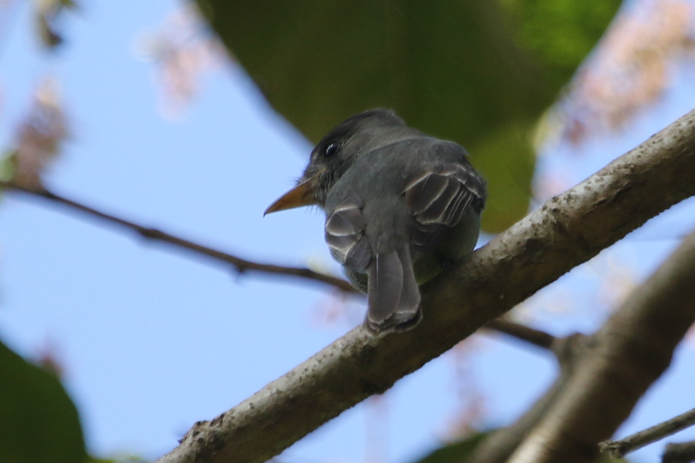 Dark Pewee (Contopus lugubris), photo 6