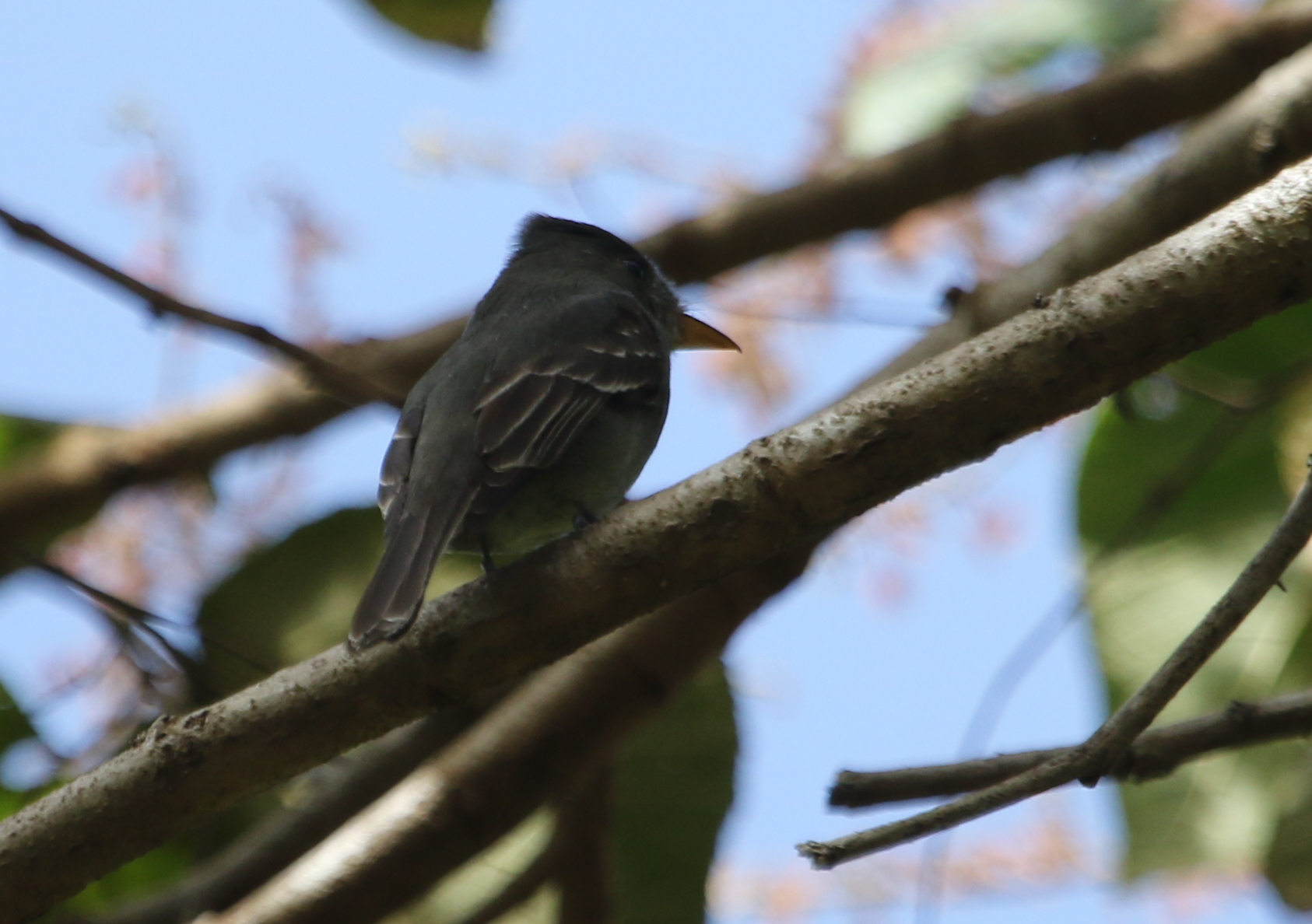 Dark Pewee (Contopus lugubris), photo 8