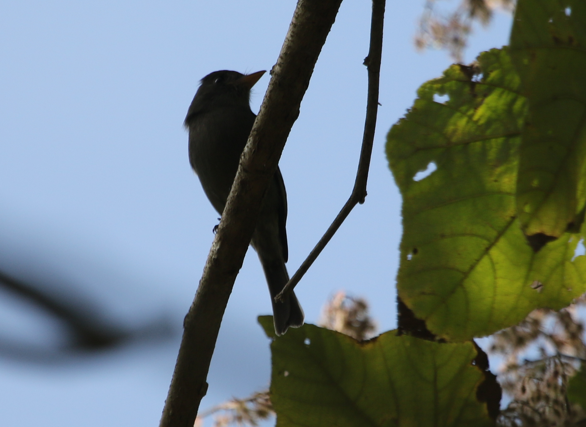 Dark Pewee (Contopus lugubris), photo 9