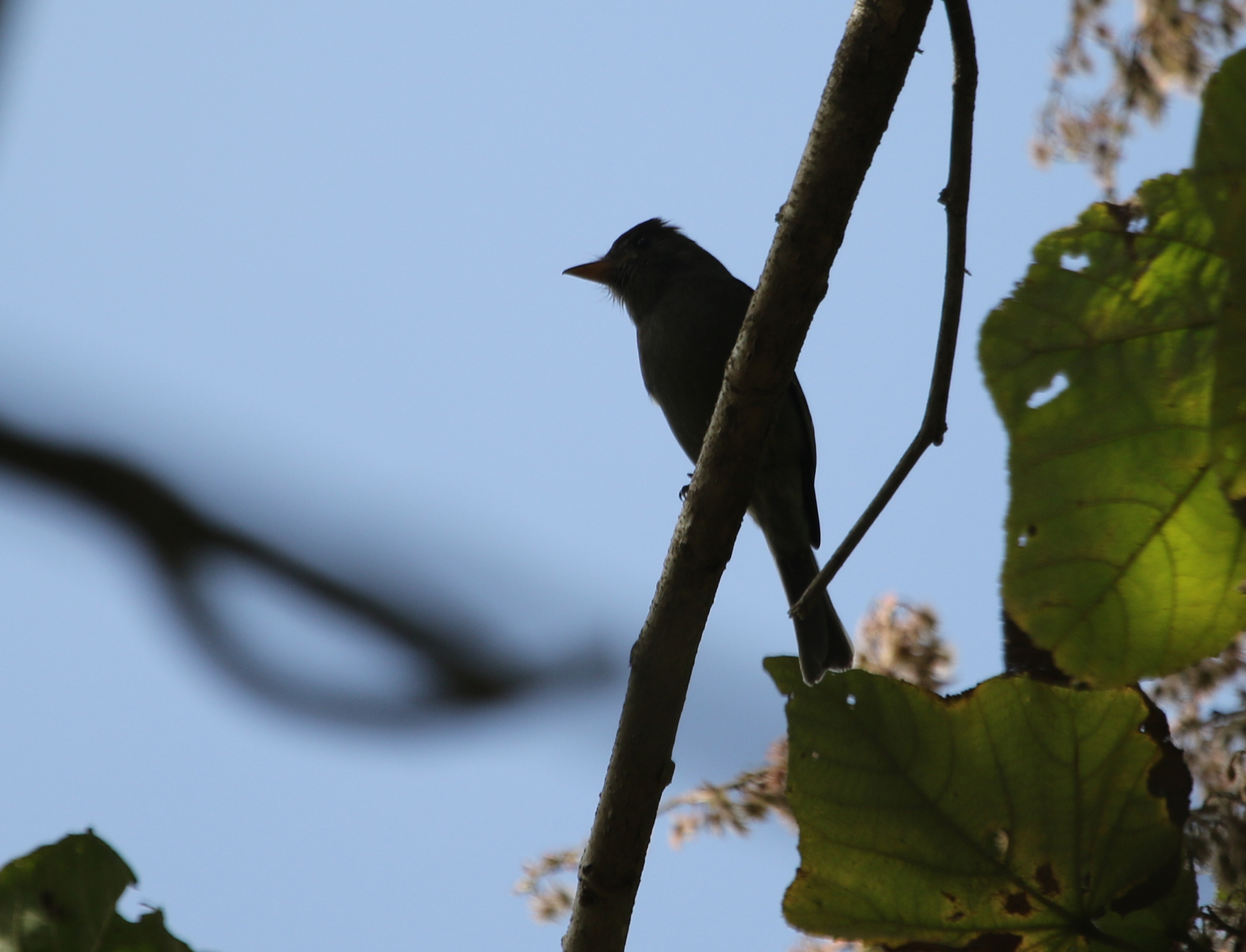 Dark Pewee (Contopus lugubris), photo 7