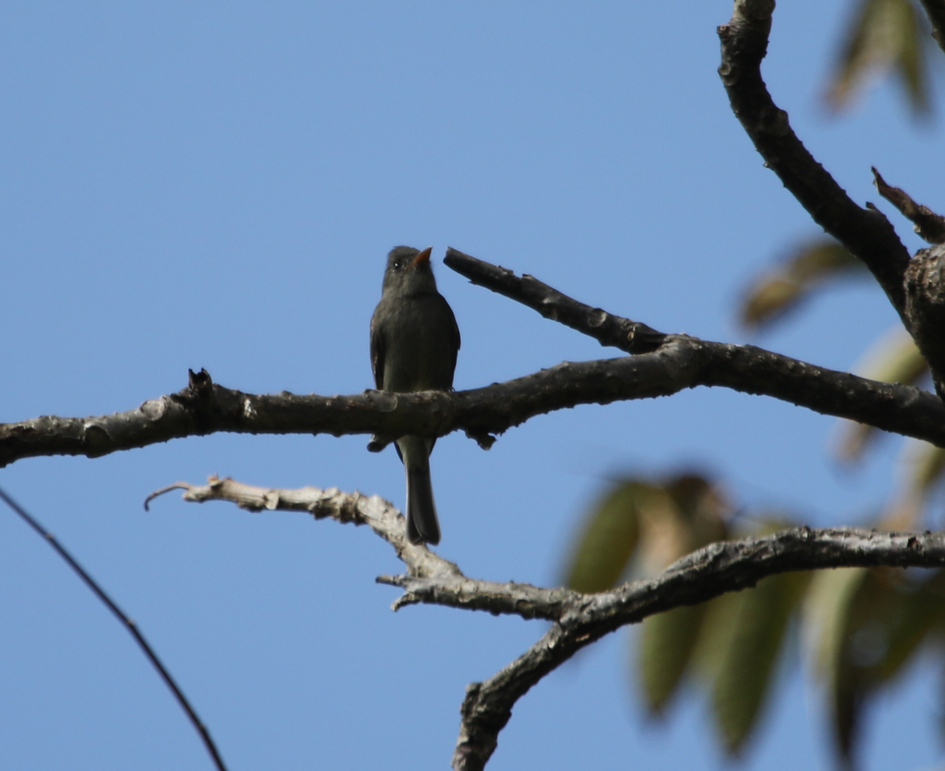 Dark Pewee (Contopus lugubris), photo 10