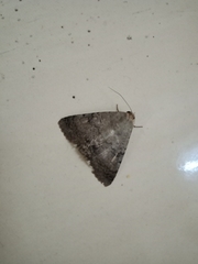 Pandesma quenavadi