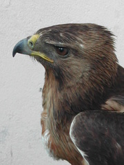 Aquila fasciata