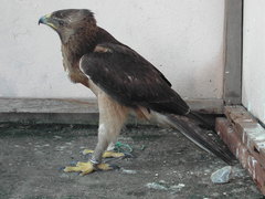 Aquila fasciata
