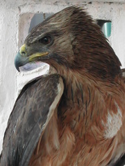 Aquila fasciata