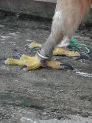 Aquila fasciata