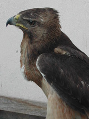 Aquila fasciata