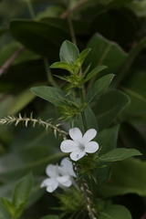 Barleria elegans