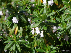Impatiens sodenii image