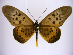 Acraea rogersi