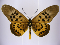 Acraea rogersi