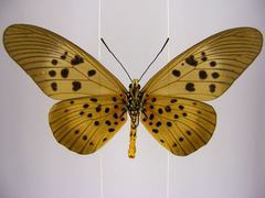 Acraea rogersi