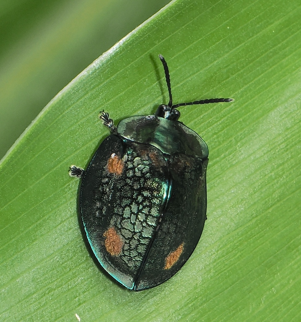 Stolas areolata