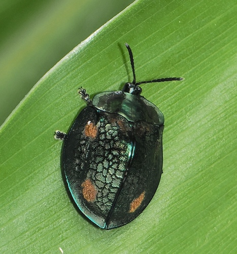 Stolas areolata