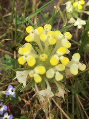 Castilleja campestris