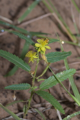 Corchorus confusus