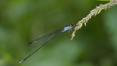 Pseudagrion pruinosum