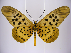 Acraea rogersi