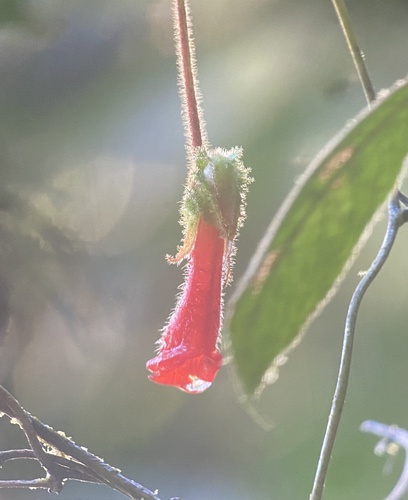 Glossoloma penduliflorum
