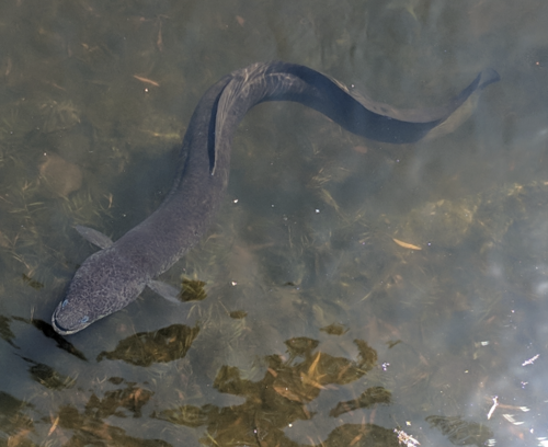 Australian longfinned eel (Anguilla reinhardtii) — Anguillidae
