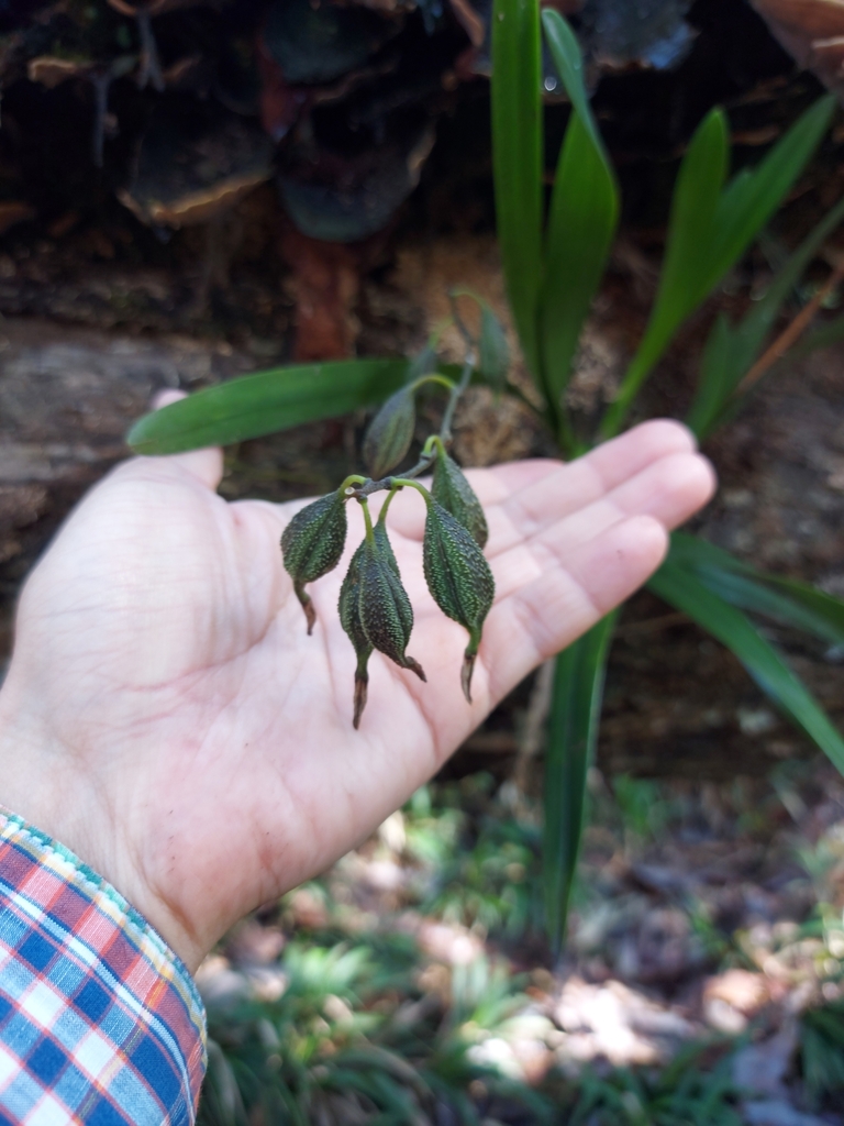 Encyclia gravida