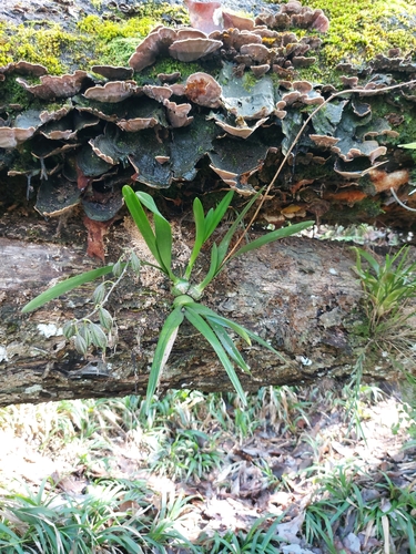 Image of Encyclia gravida by no rights reserved