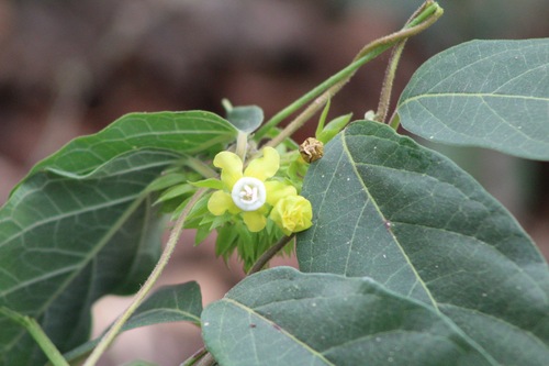 Prestonia exserta