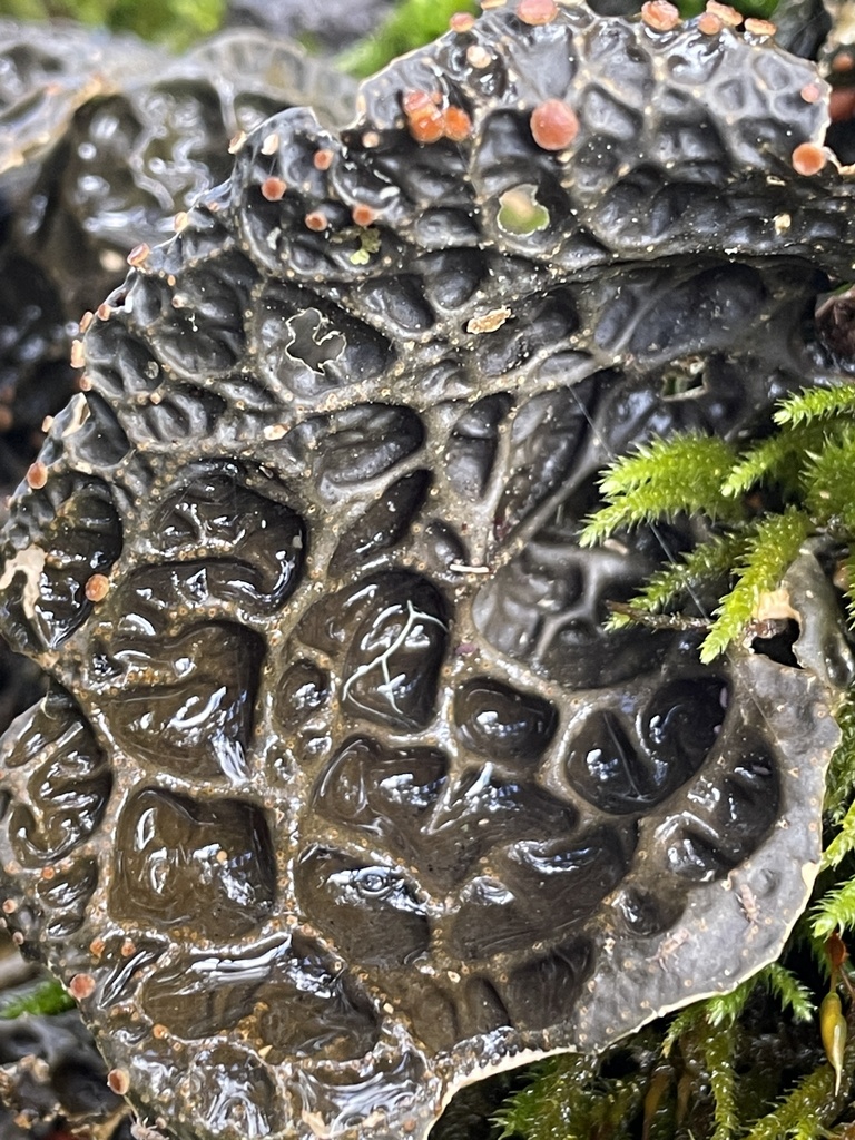lobaria-anthraspis-from-robinson-canyon-rd-carmel-ca-us-on-february