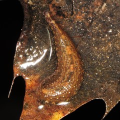 Placobdella papillifera