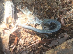 Plethodon glutinosus
