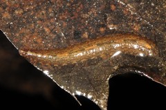 Placobdella papillifera