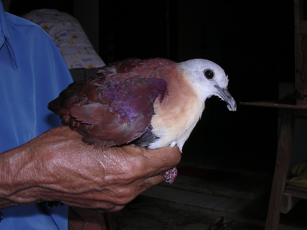 Wetar Ground Dove (Pampusana hoedtii) photo