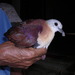 Wetar Ground Dove - Photo (c) Colin Trainor, some rights reserved (CC BY-NC), uploaded by Colin Trainor