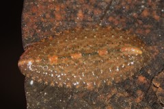 Placobdella papillifera