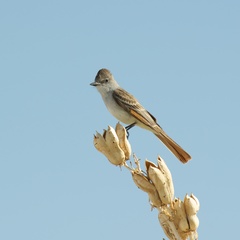 Ash-Throated Flycatcher photo 4