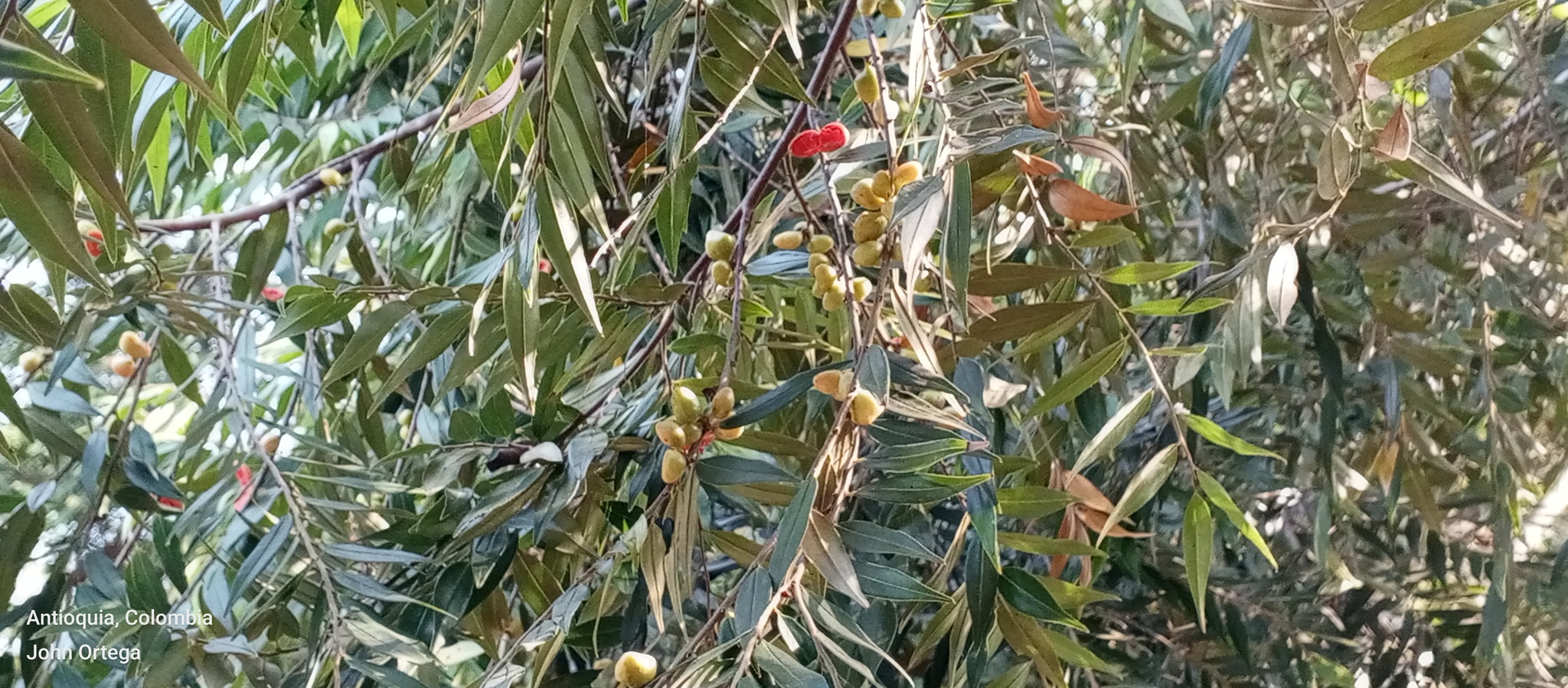 Imagem de Pindaíba-do-brejo