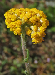 Achillea tomentosa