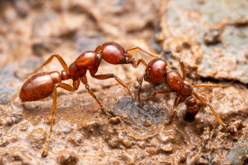 怒齿爪蚁Cheliomyrmex morosus