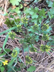 Tauschia hartwegii