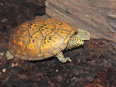 Flattened Musk Turtle photo 2