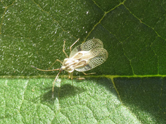 Gargaphia decoris