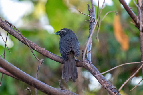 Cinnamon-bellied Saltator (Saltator grandis), photo 7