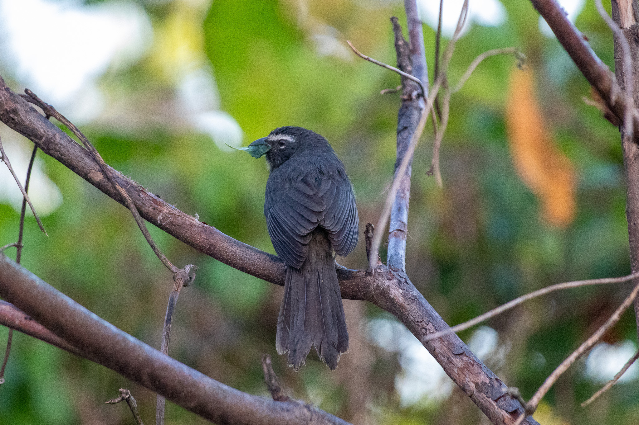 Cinnamon-bellied Saltator illustration