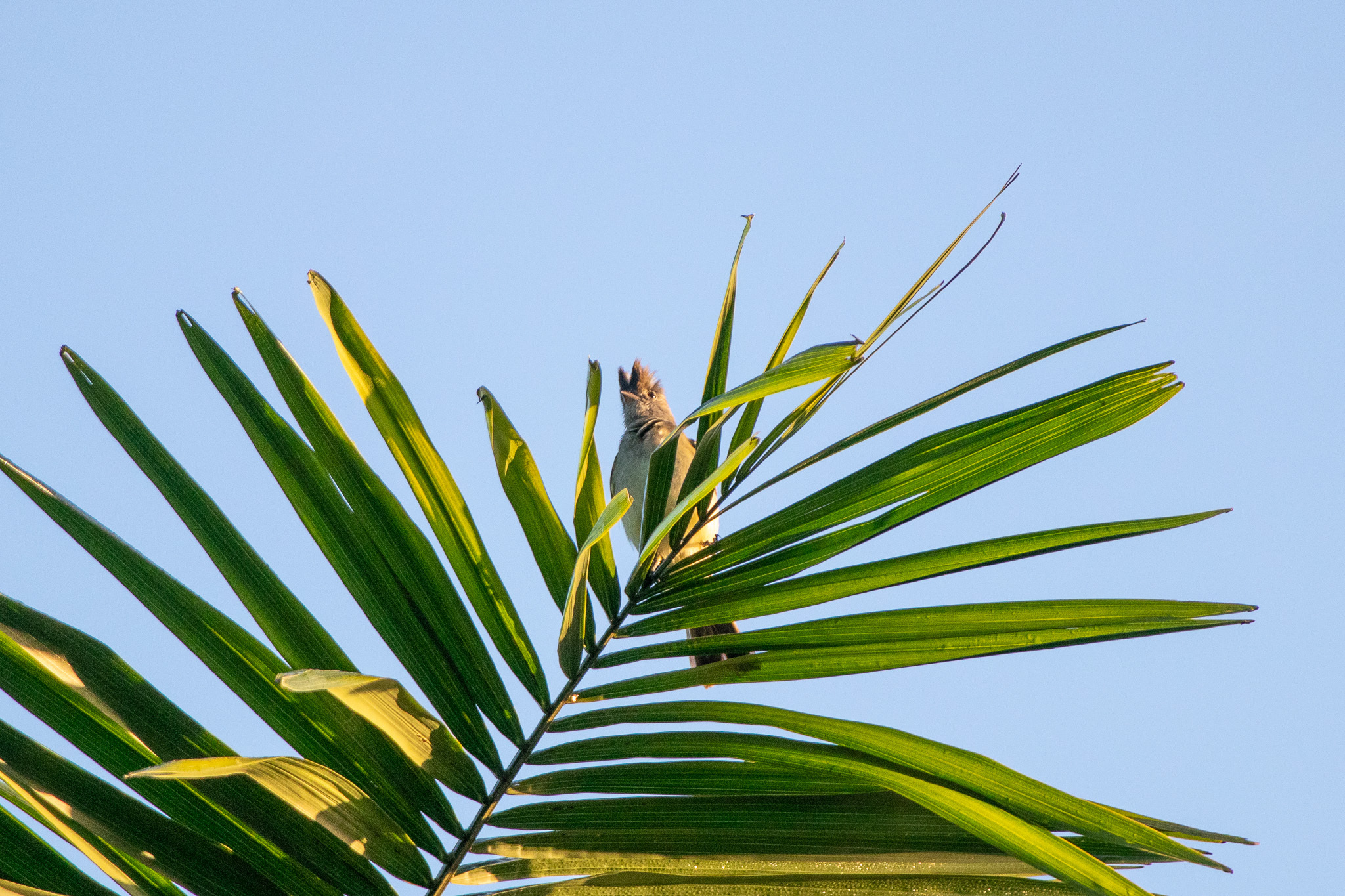 Yellow-bellied Elaenia illustration