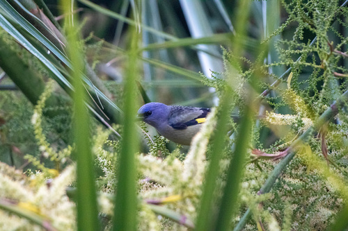 Yellow-winged Tanager (Thraupis abbas), photo 6