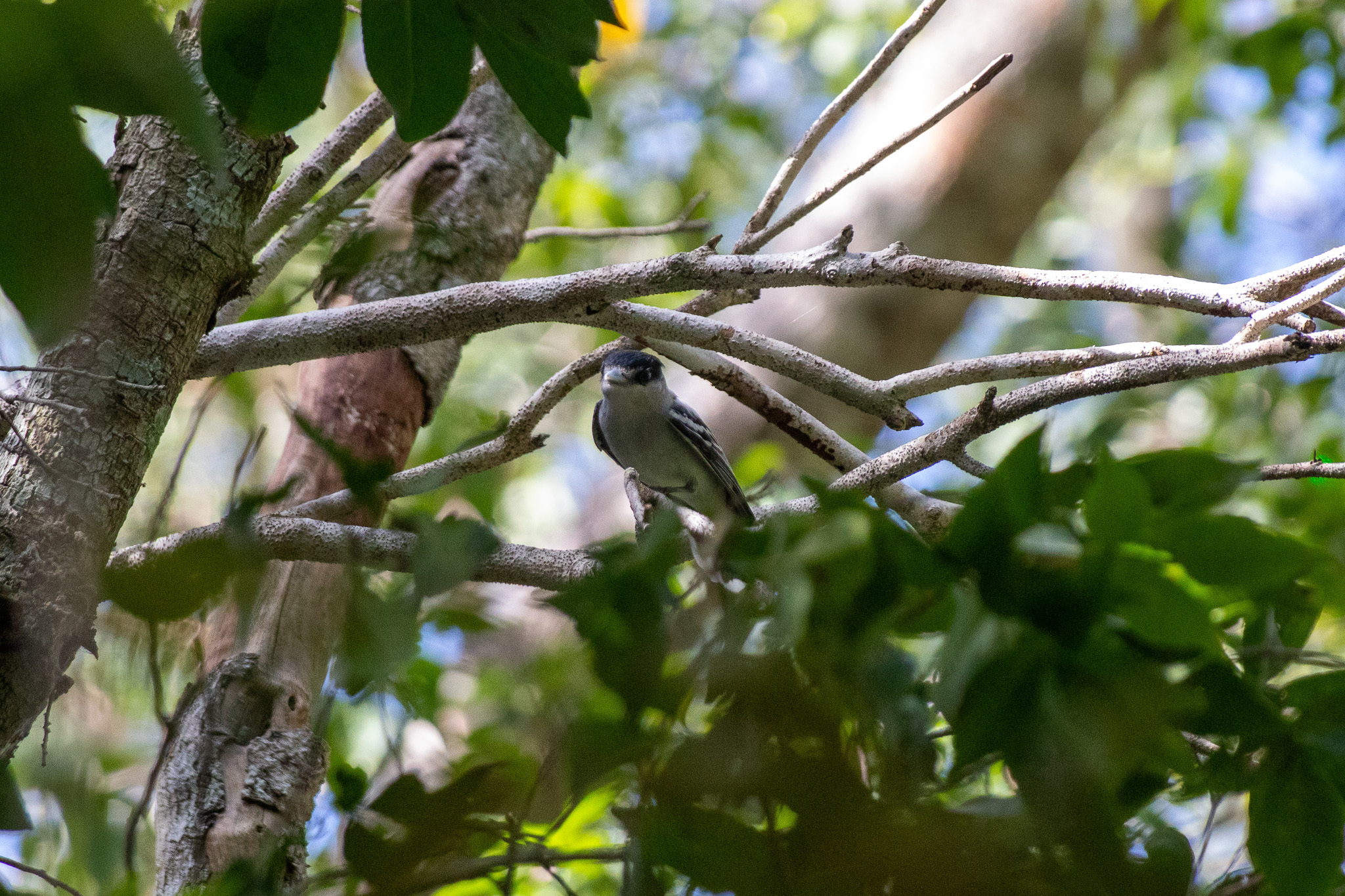 Grey-collared Becard (Pachyramphus major), photo 7
