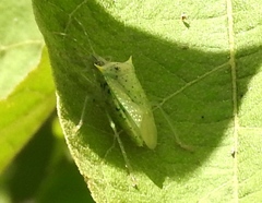 Arvelius albopunctatus