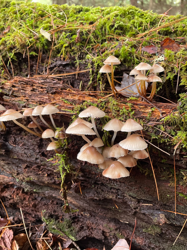 Mycena (Photo 2 of 2)