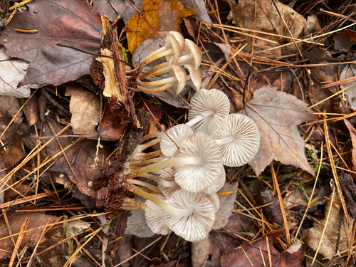 Mycena